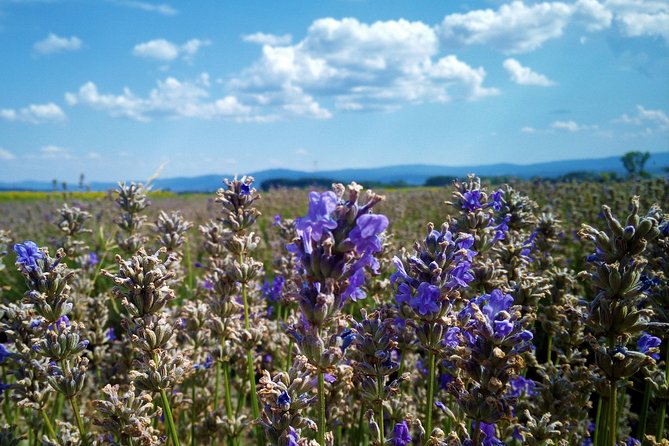 Weekend in Bulgaria - Visit Essential Oils Museum