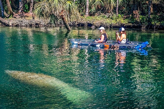 Weeki Wachee Clear Kayak Ecotours Manatee Season - November 14th-March 31st - Wildlife Sightings