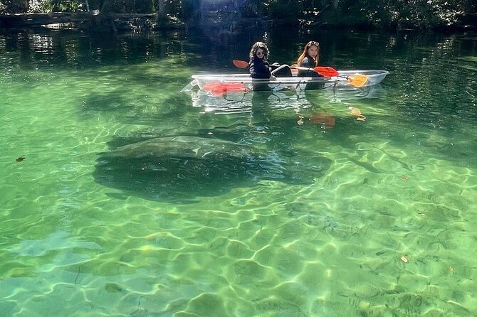 Weeki Wachee Clear Kayak Ecotours Manatee Season - November 14th-March 31st - Maximizing Your Manatee Viewing Experience