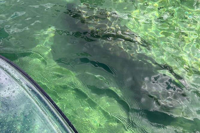 Weeki Wachee Clear Paddle Board Ecotours - Location and Provider Details