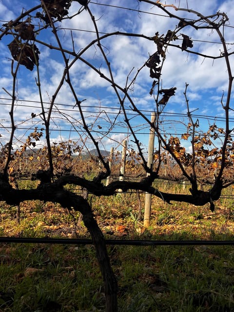 Weinsonntag on Mallorca - Languages and Reviews