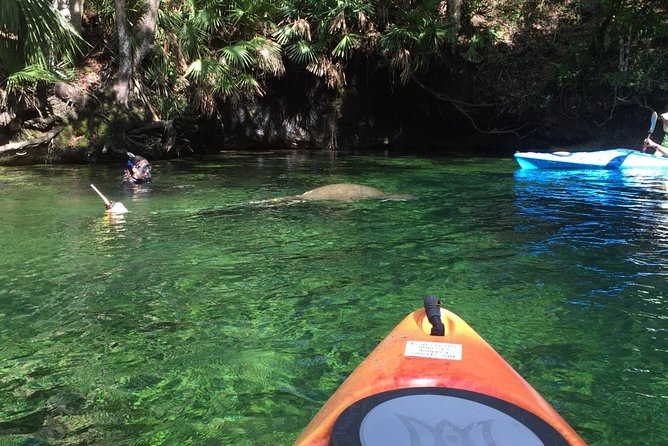 Wekiva River Guided Kayak Tour - The Wekiva River