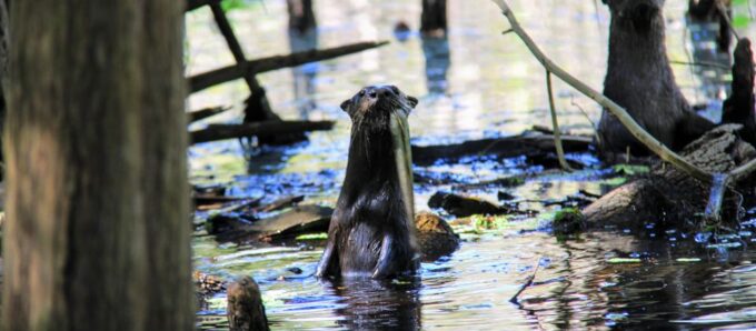 Wekiva Wildlife Kayaking Adventure Tour - Requirements and Restrictions