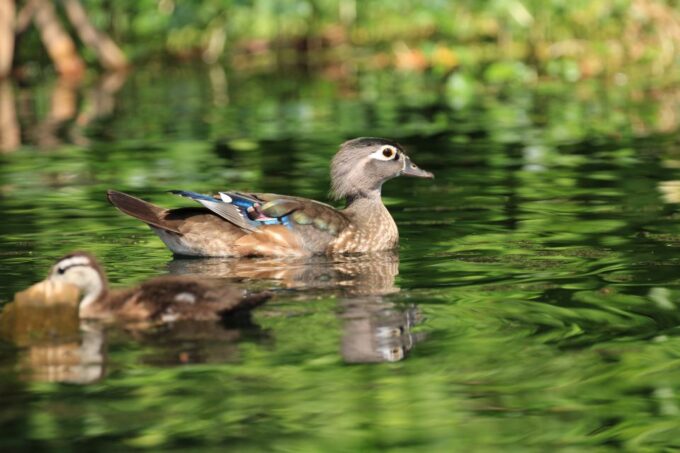 Wekiva Wildlife Kayaking Adventure Tour - What to Bring