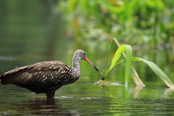 Wekiva Wildlife Kayaking Adventure Tour - Health and Accessibility