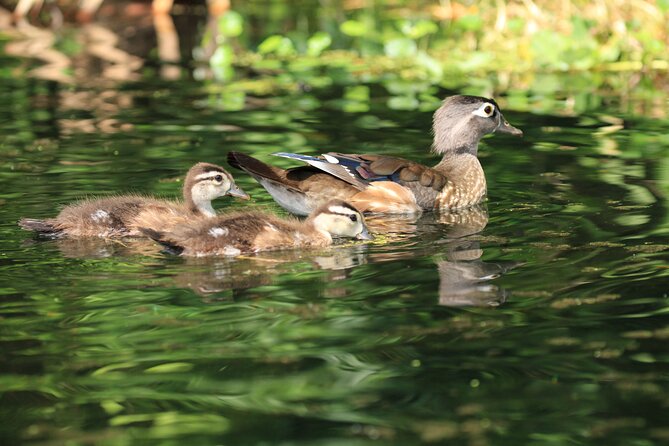 Wekiva Wildlife Kayaking Adventure Tour - Safety Guidelines