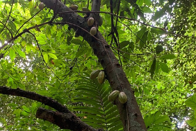 Welchman Hall Gully, Hunte's Garden and Peg Farm Family Day - Discovering Huntes Gardens