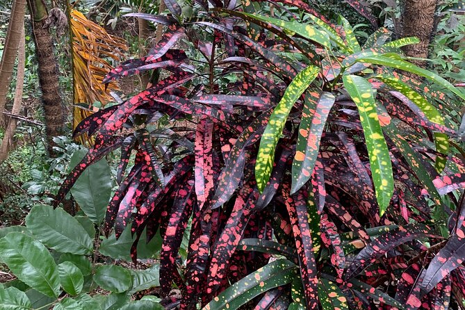 Welchman Hall Gully, Hunte's Garden and Peg Farm Family Day - Visiting Peg Farm