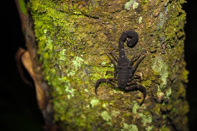 Welcome To the Jungle 5D/4N At Tapiri Rio Negro Lodge - Key Points