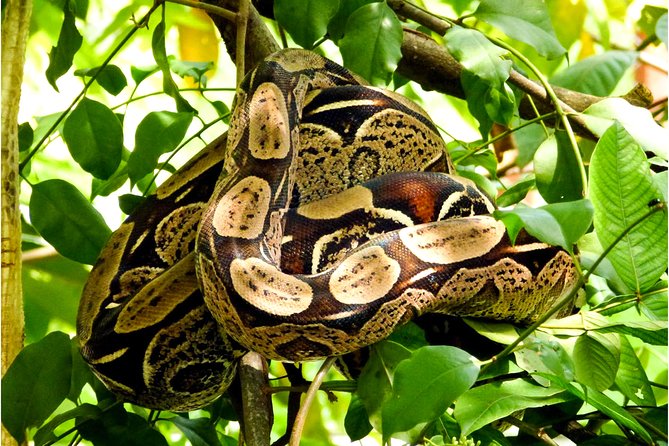Welcome To the Jungle 5D/4N At Tapiri Rio Negro Lodge - Highlights of the 5D/4N Tour