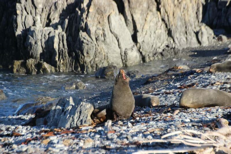 Wellington: Half Day Seal Coast Safari - Key Points