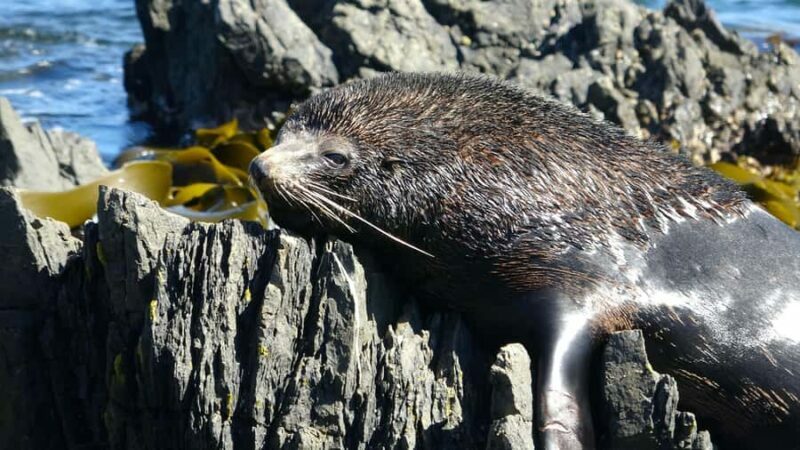 Wellington: Half Day Seal Coast Safari - Starting in Wellington’s Heart