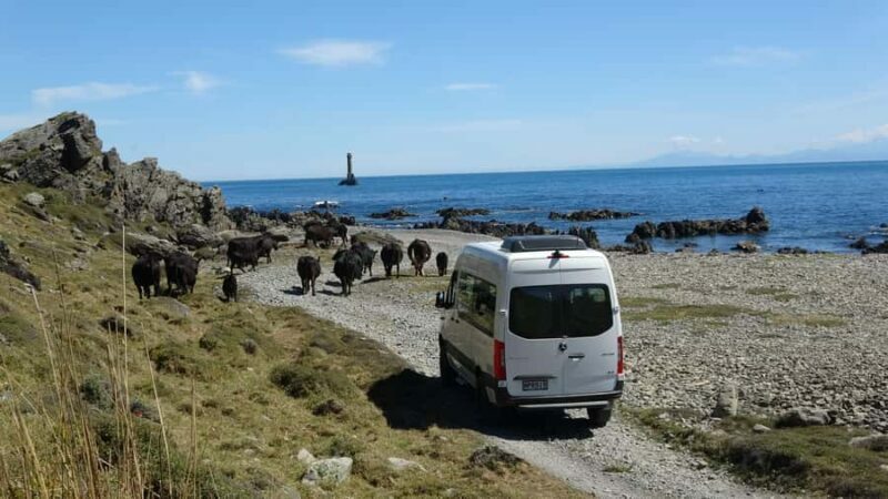 Wellington: Half Day Seal Coast Safari - The Leaning Lighthouse and Coastal Walk
