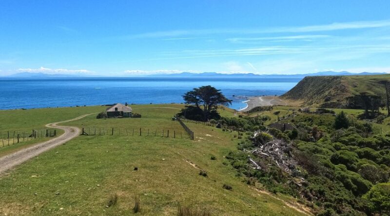 Wellington: Half Day Seal Coast Safari - Sights and Experiences