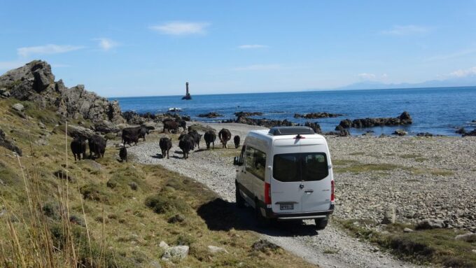 Wellington: Half Day Seal Coast Safari - What to Bring