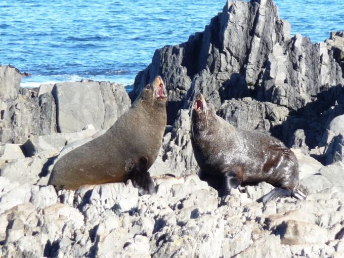 Wellington: Half Day Seal Coast Safari - Customer Feedback