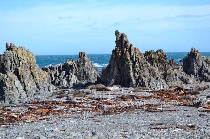 Wellington: Half Day Seal Coast Safari - Recap