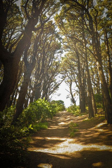 Wellington: Lord of the Rings Tour With Weta Workshop - Experience and Activities