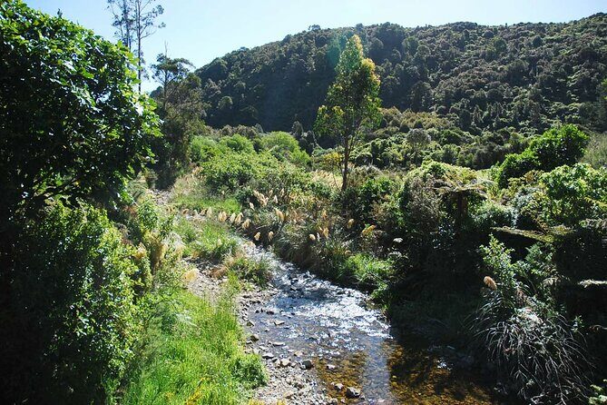 Wellington Native Bush Walking Tour - Key Points:
