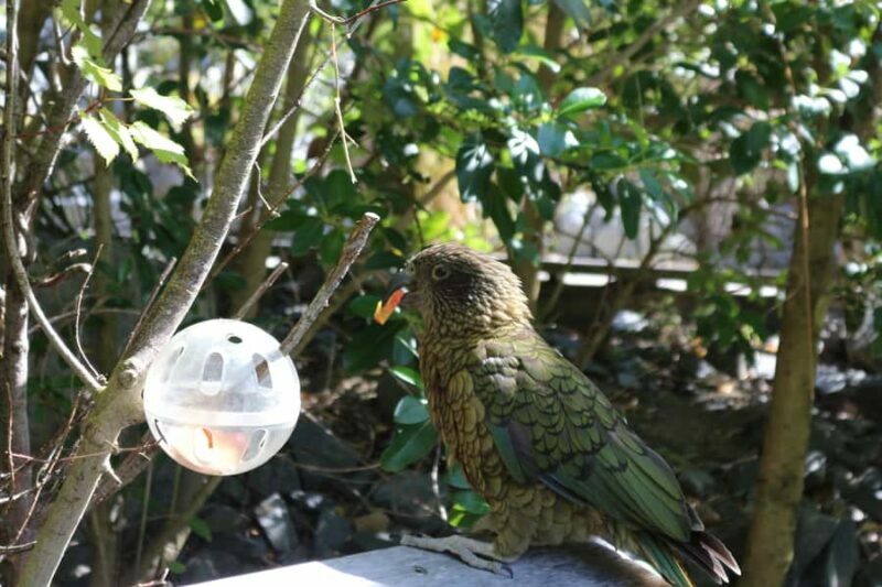Wellington Zoo General Entry Tickets - Key Points