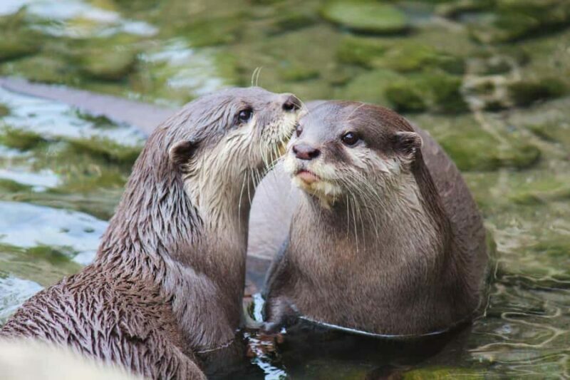 Wellington Zoo General Entry Tickets - An In-Depth Look at Wellington Zoo