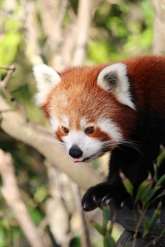 Wellington Zoo General Entry Tickets - Who Is This Experience Best Suited For?