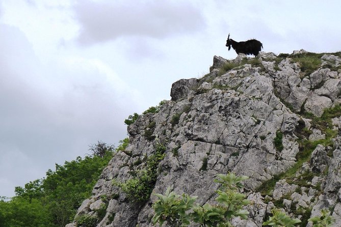 Wells, Cheddar Cheese and Cheddar Gorge - Private Day Trip From Bath - Wells Market and Local Attractions