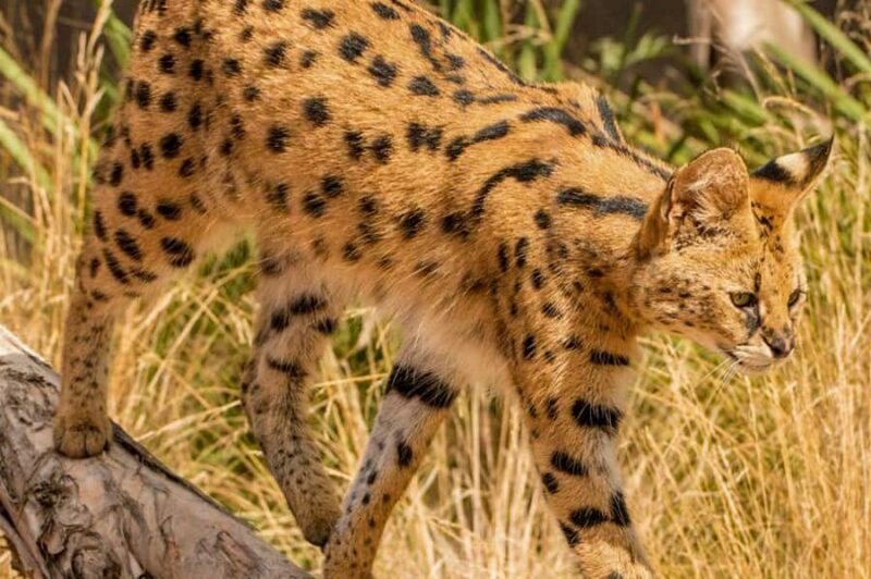 Werribee Open Range Zoo: Entry Ticket - Family-Friendly Features and Practical Tips