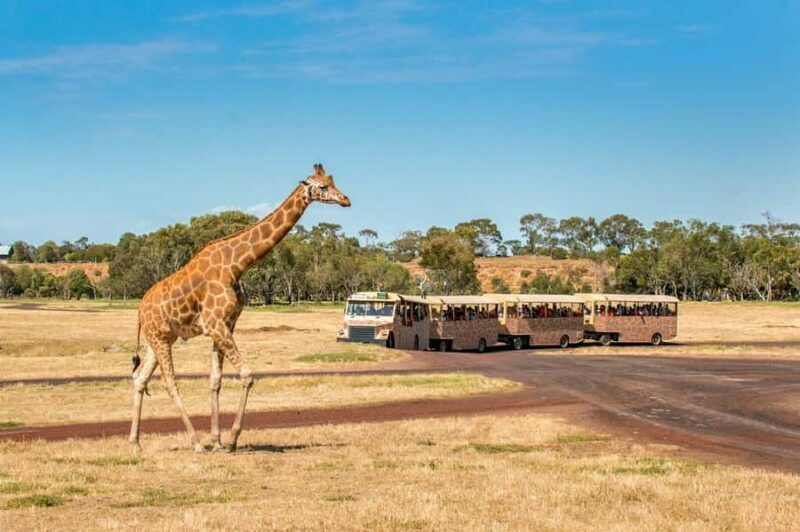 Werribee Open Range Zoo: Entry Ticket - Practical Details and Considerations
