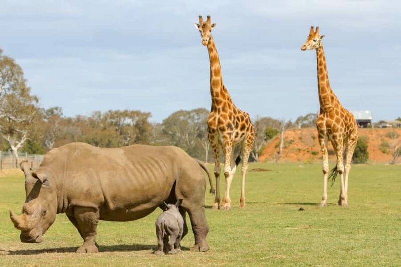 Werribee Open Range Zoo: Entry Ticket - The Real Value of Werribee Open Range Zoo
