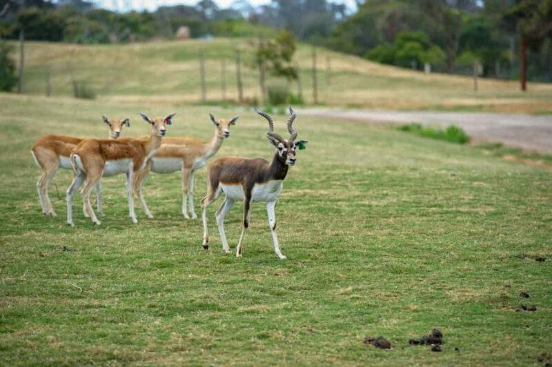Werribee Open Range Zoo: Entry Ticket - FAQ