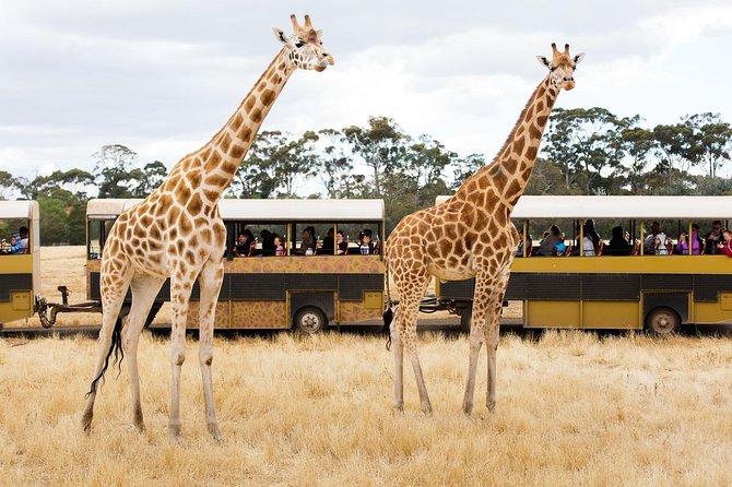 Werribee Open Range Zoo General Admission Ticket - Accessibility and Accommodations