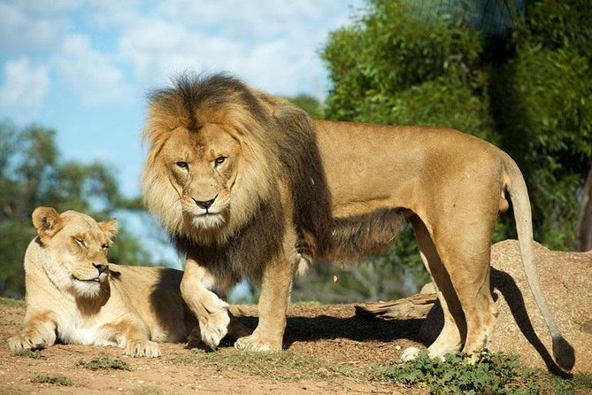 Werribee Open Range Zoo General Admission Ticket - Planning Your Visit