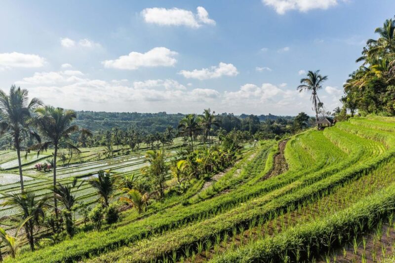 West Bali: Jatiluwih Rice Terrace and Tanah Lot Sunset Tour - What to Bring