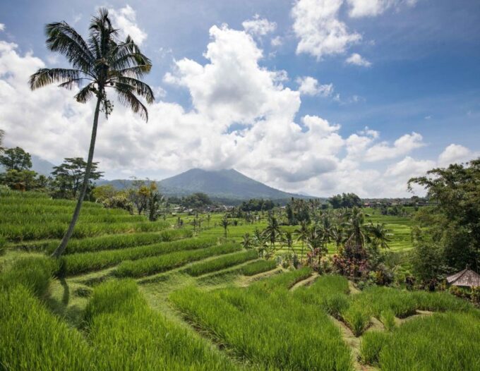 West Bali: Jatiluwih Rice Terrace and Tanah Lot Sunset Tour - Customer Feedback