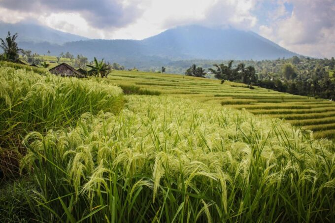 West Bali: Jatiluwih Rice Terrace and Tanah Lot Sunset Tour - Frequently Asked Questions