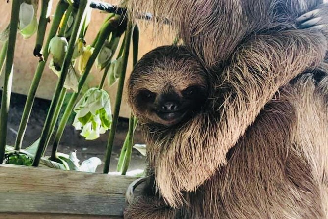 West Bay Beach Break / Monkey and Sloth Sanctuary - Guest Experiences and Reviews