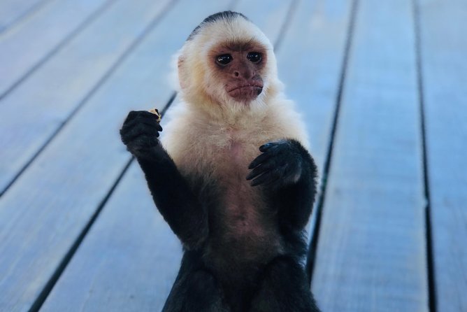West Bay Beach Break / Monkey and Sloth Sanctuary - Packing and Preparation Tips