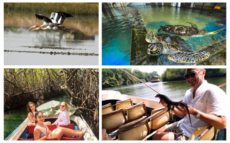 West Coast Beach, River Mangroves Lagoon, Wildlife Boat Tour - Madu Ganga Ecosystem