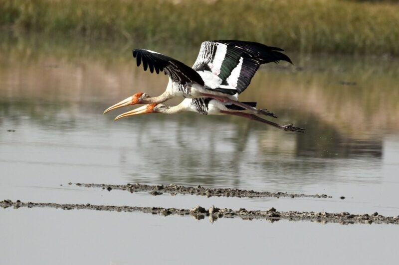 West Coast Beach, River Mangroves Lagoon, Wildlife Boat Tour - Included and Excluded