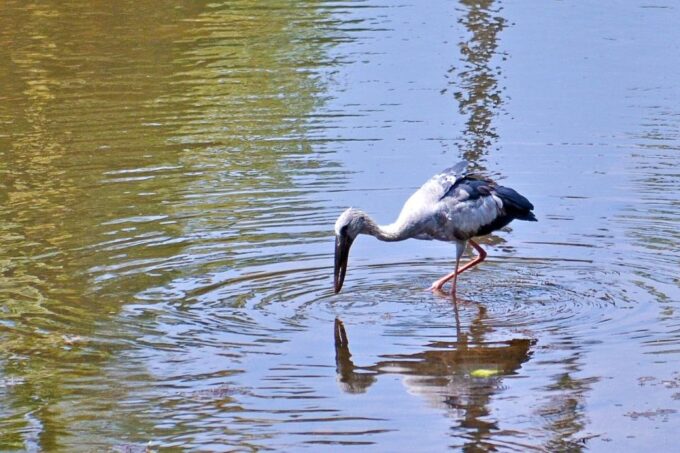 West Coast Beach, River Mangroves Lagoon, Wildlife Boat Tour - Additional Information
