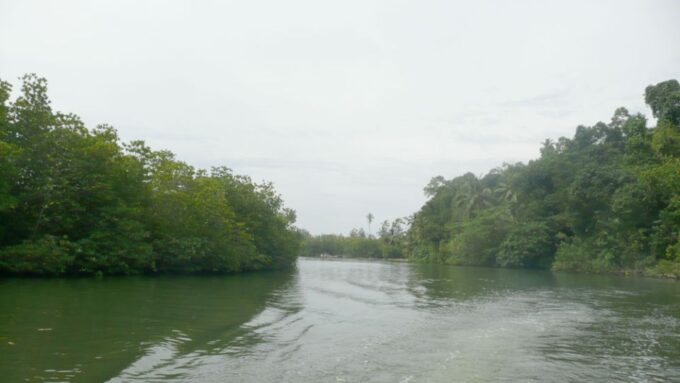 West Coast Beach, River Mangroves Lagoon, Wildlife Boat Tour - Tour Ratings and Reviews