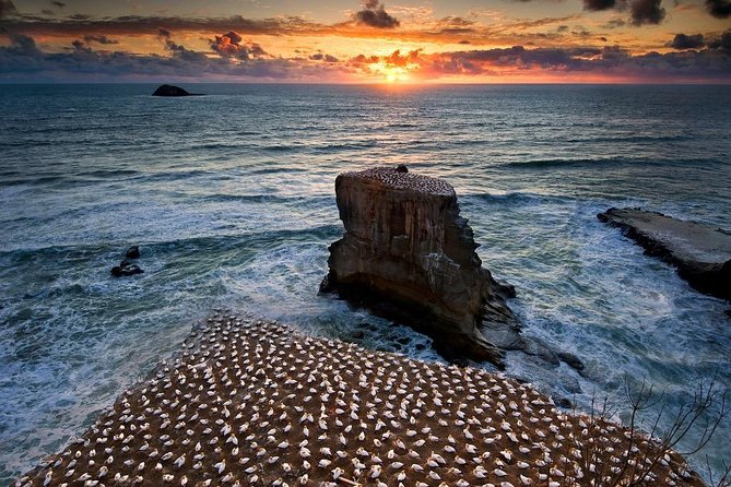 West Coast Discovery - Piha Beach or Muriwai Beach From Auckland - Booking Considerations