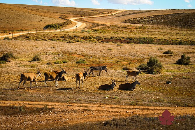 West Coast Safari and Khoi San Village COMBO - PRIVATE TOUR - Accessibility