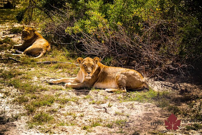 West Coast Safari and Khoi San Village COMBO - PRIVATE TOUR - Traditional South African Cuisine
