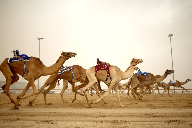 West Coast Tour in Zekreet Peninsula From Qatar - Scenic Desert Drive