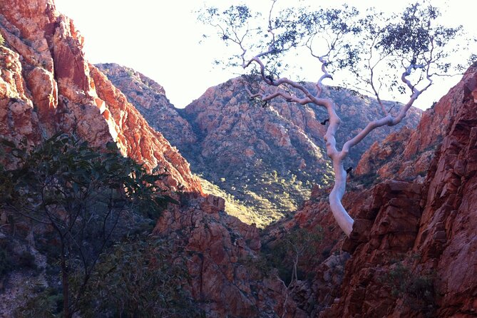 West Macdonnell Private Tour With Transfer - Guest Testimonials
