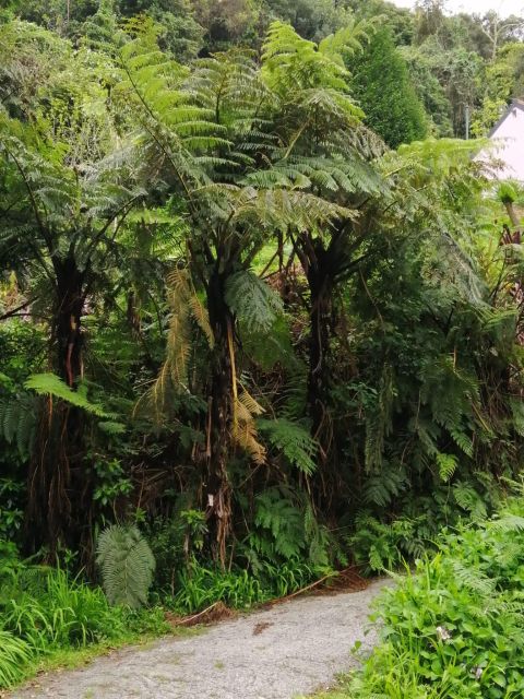 West Madeira:, Laurel Forest, Waterfall, Rock Pools, Walk - Outdoor Activities and Experiences