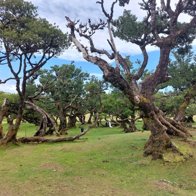 West Madeira:, Laurel Forest, Waterfall, Rock Pools, Walk - Itinerary and Highlights