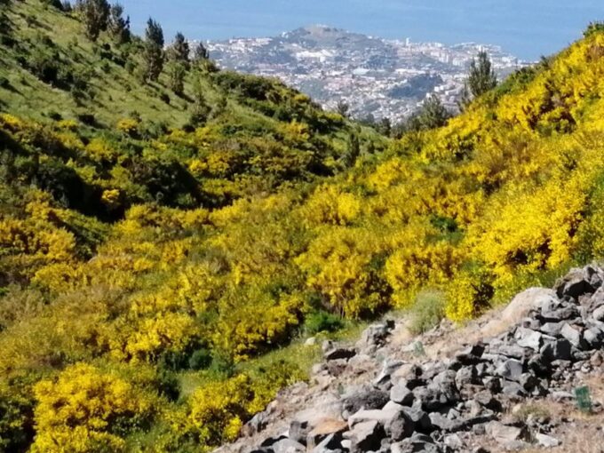 West Madeira:, Laurel Forest, Waterfall, Rock Pools, Walk - Outdoor Activities and Experiences